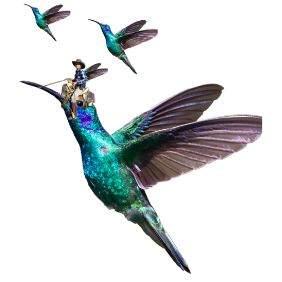 hummingbirds collage